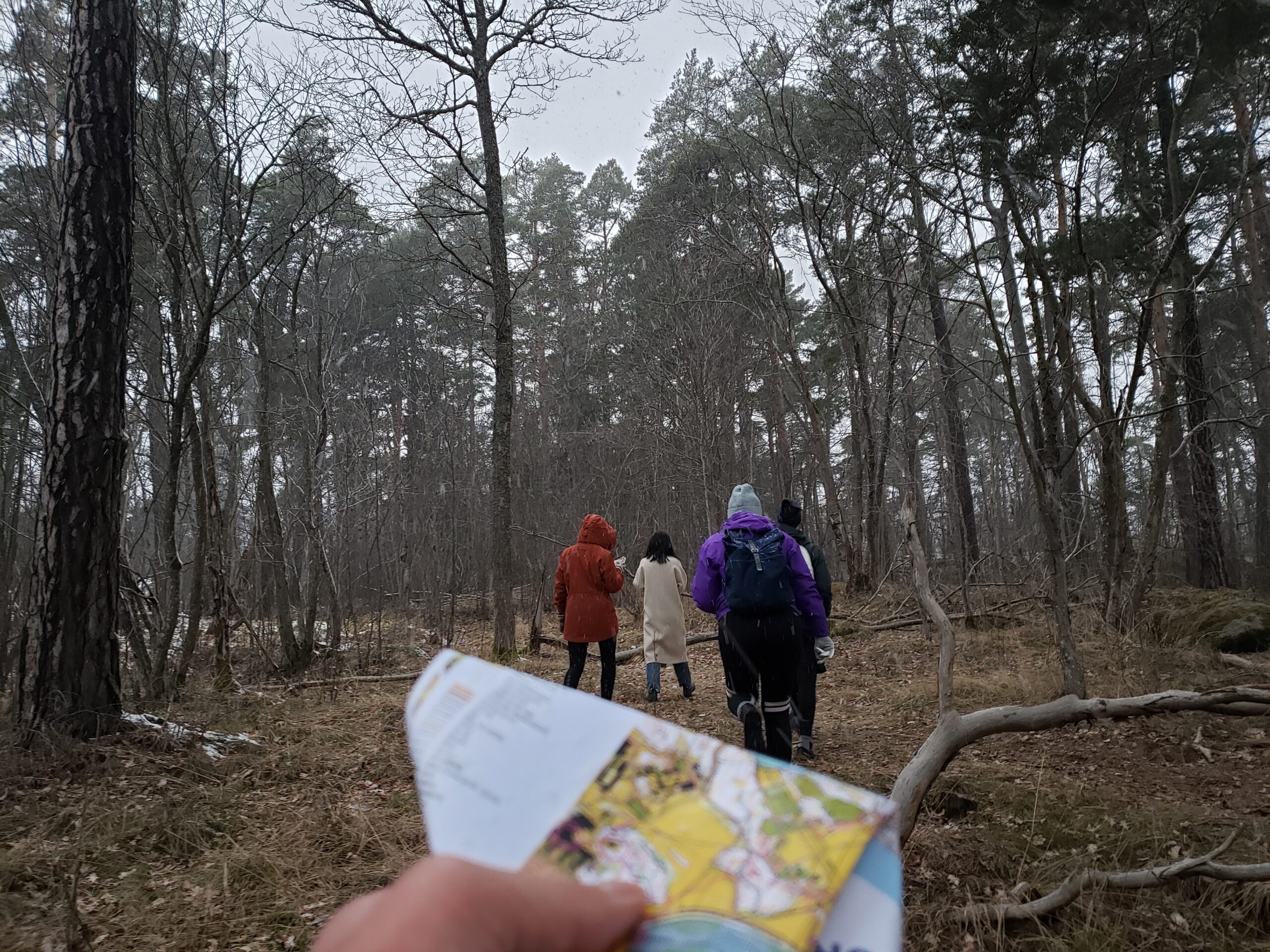 Forest orienteering in Norra Djurgården